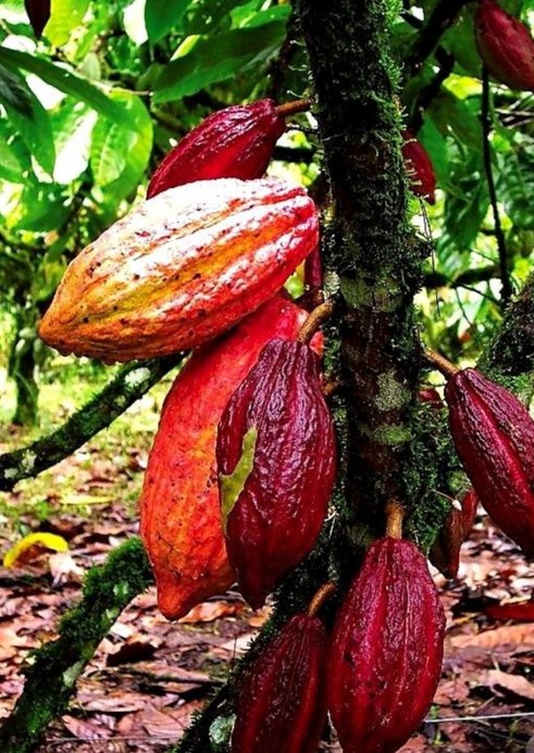 Mazorcas de cacao en la planta