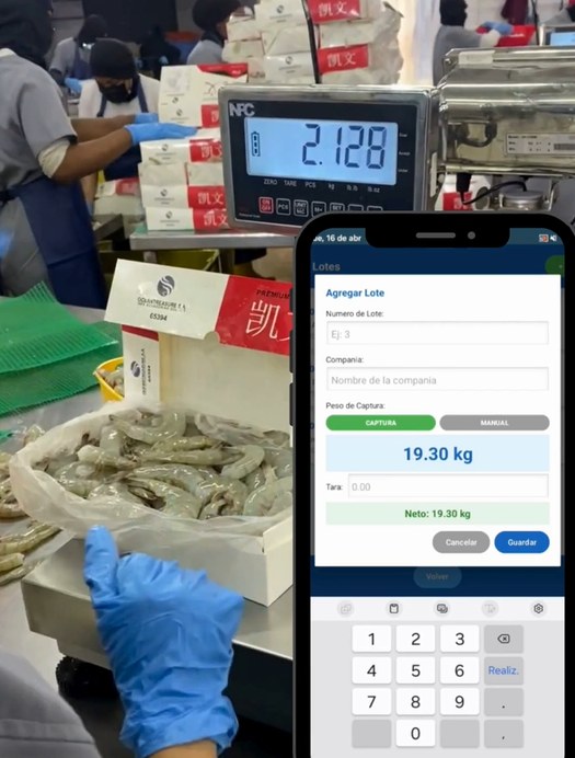 Pesaje de camaron con indicador y app NPC