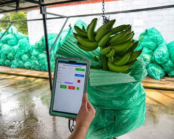 Pesaje de racimo de banano con tablet en empacadora