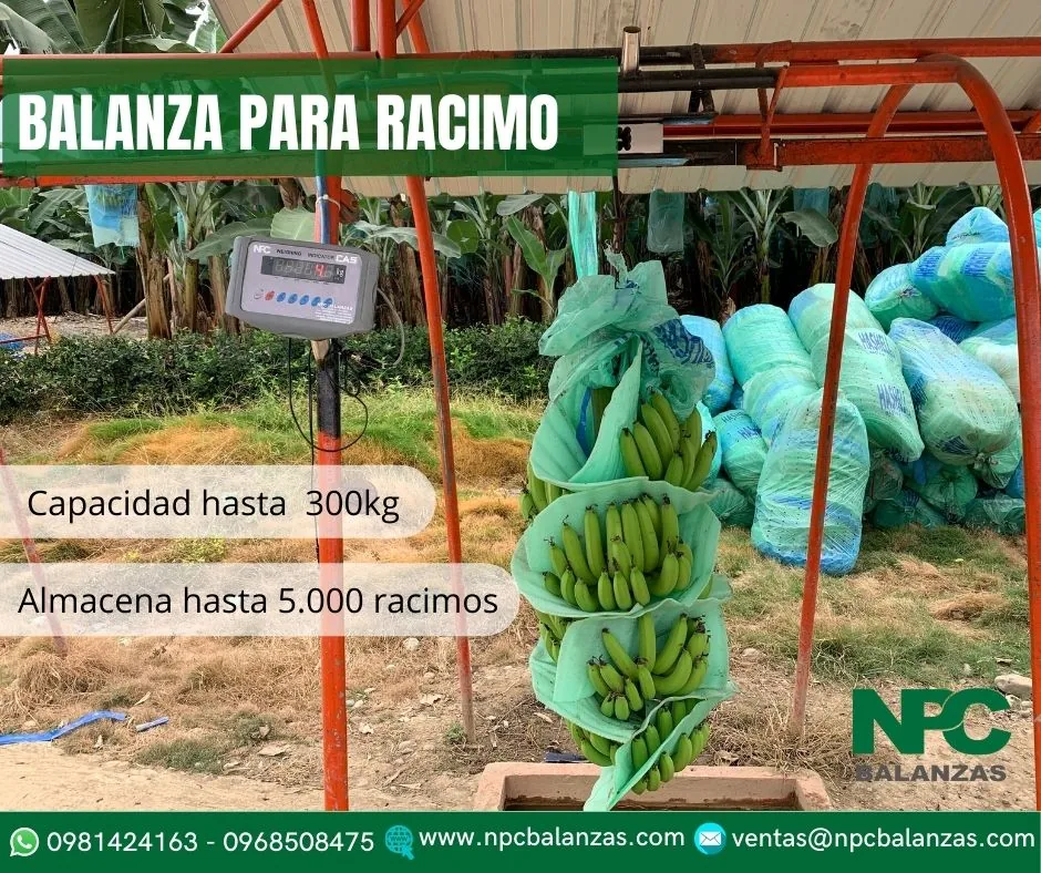 Balanza para racimo · 300 kg