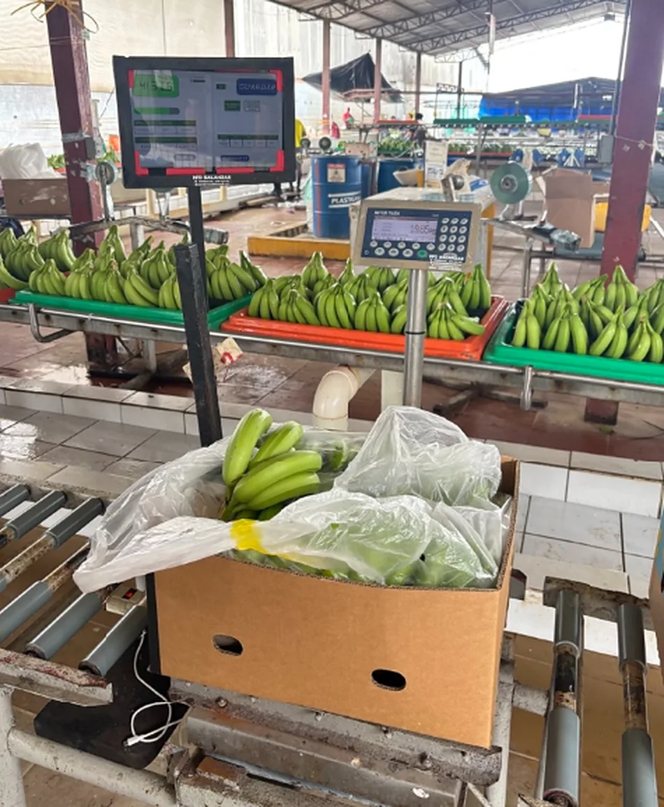 Balanza de piso para cajas de banano