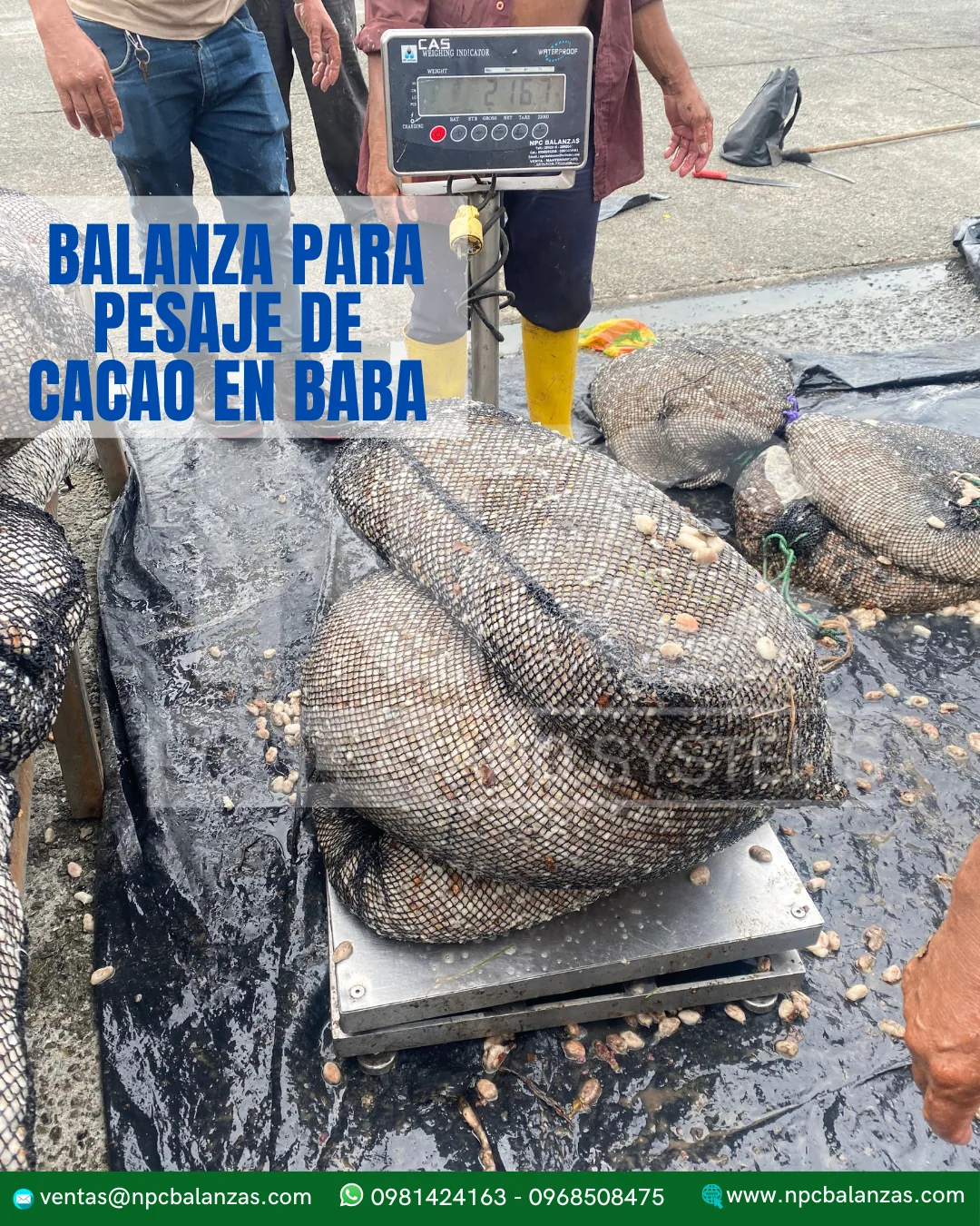 Balanza para pesaje de cacao en baba · 300 kg