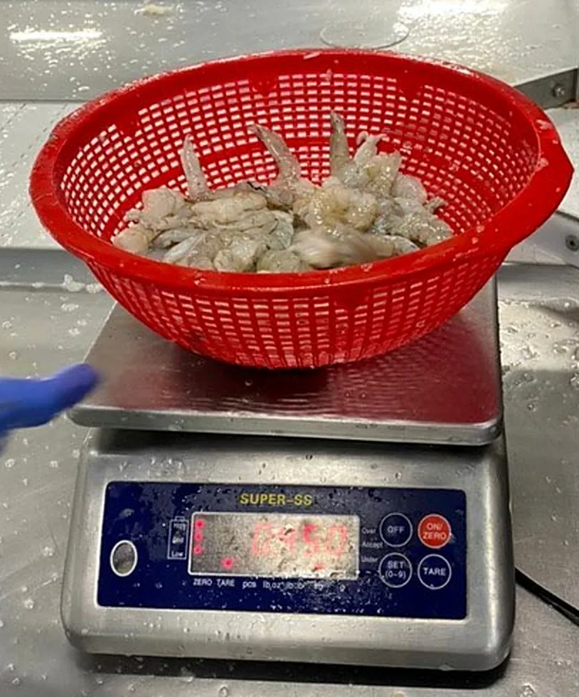 Balanza gramera de acero · 30 kg