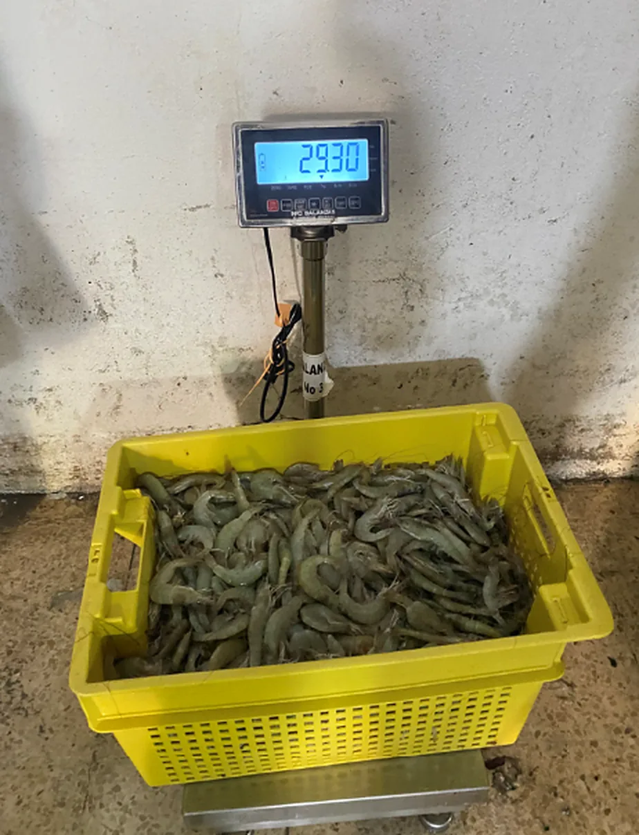Balanza de piso de acero · 300 kg